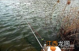 水浅怎么钓鱼 水浅钓鱼的方法