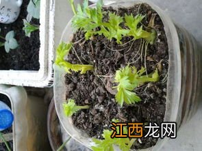 树叶切碎可以当土种菜吗 简单介绍一下