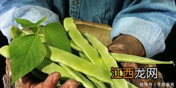 无丝豆怎样种植 这些种植的技巧要知道