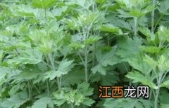 艾叶种植技术 艾叶的介绍