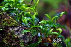 七彩云南的庆丰祥的普洱茶怎么样