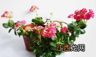 长寿花怎么养