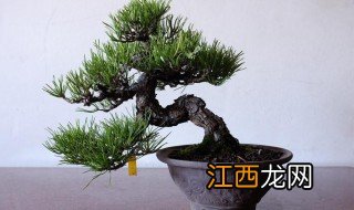 黑松种植技巧 黑松怎么种植