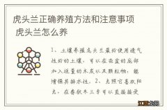 虎头兰正确养殖方法和注意事项 虎头兰怎么养