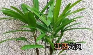 平安竹种植方法和注意事项 平安竹的养殖方法和注意事项