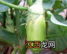 绿皮的茄子什么名字