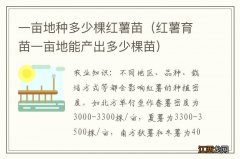 红薯育苗一亩地能产出多少棵苗 一亩地种多少棵红薯苗