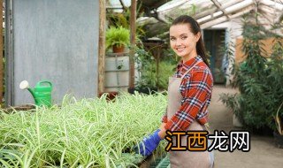 龙须绿植怎么养 龙须植物要怎么养才长得好