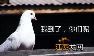 MMP是什么梗 MMP解释