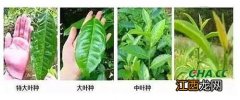 普洱茶大叶种和小叶种怎么区分