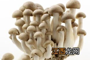 鲜蘑菇煮汤要煮多久