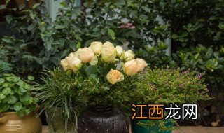 夜来香花语 夜来香花语简述