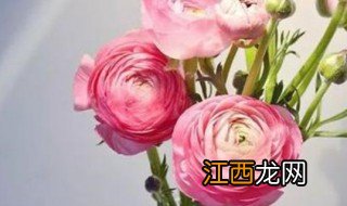 洋牡丹花语 洋牡丹花语是什么