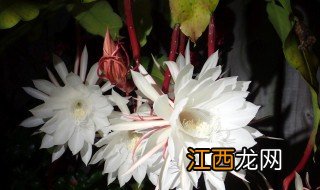 昙花的花语 昙花的简介