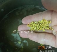 新鲜桂花可以做什么菜