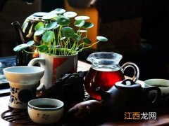 煮伏茶的壶怎么用