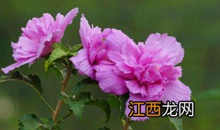 木槿花语 什么是木槿花语