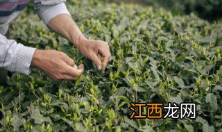 中国名茶瓜片的产地是哪里 瓜片茶产于哪里