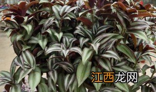 怎样种植吊竹梅 室内适合种吊竹梅吗