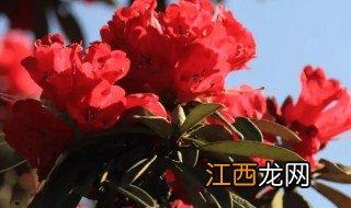 马缨花在什么季节种植合适视频 马缨花在什么季节种植合适