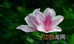 杜鹃花怎么养家庭养法