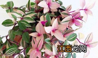 花卉油画适合什么地方种植，适合画油画的花卉图片