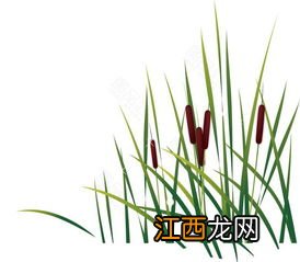 芦苇叶子要煮多久