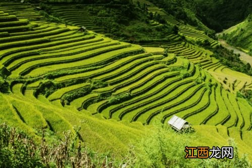 招惹烂桃花缠身的生肖 居然有四个桃花多的生肖