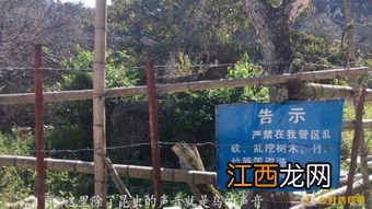 梦见拆房又梦见树倒当路建房 周公解梦的不同说法