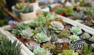 卧室内适合养什么多肉植物，卧室内适合养什么多肉植物好