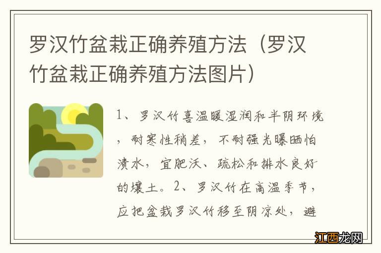 罗汉竹盆栽正确养殖方法图片 罗汉竹盆栽正确养殖方法