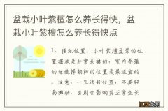 盆栽小叶紫檀怎么养长得快，盆栽小叶紫檀怎么养长得快点