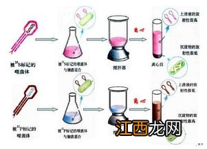 噬菌体由什么组成 大家可以了解一下