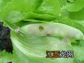 菜打虫了多久能吃