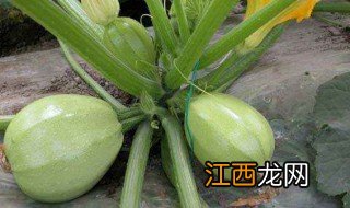 角瓜种植方法和时间 角瓜的种植介绍