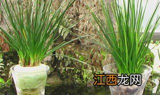 油桶种植葱方法 油桶种植葱的好方法