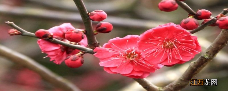 梅花有香味吗 梅花有香味吗百度