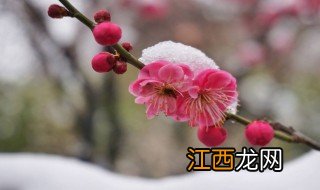 梅花是什么颜色的 梅花颜色简述