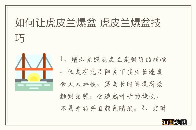 如何让虎皮兰爆盆 虎皮兰爆盆技巧