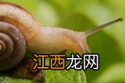 黄鳝死了多久不能吃 现杀黄鳝冰冻后还能吃吗