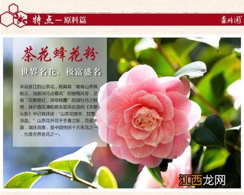 山茶花可润喉吗? 具有什么功效呢