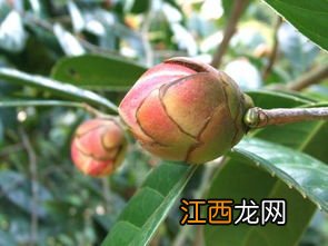 山茶花可润喉吗? 具有什么功效呢