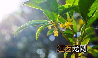 桂花什么季节开花 桂花介绍