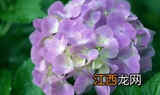 绣球花什么时候种植 绣球花种植时间