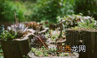 房顶种植物要如何做 应该种这一类植物