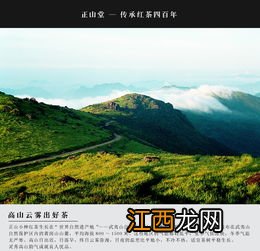 元正正山小种怎么样