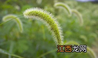 狗尾草的特点 什么是狗尾草的特征