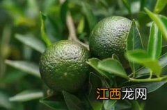 小青柑不怎么涩