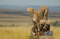 世界上分布海拔最高的猫科动物是什么? 世界上大约有几种猫科动物