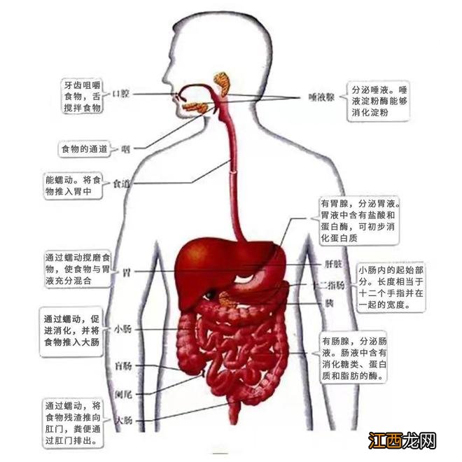 个子小，光吃不长肉...真的有营养吸收不好的孩子吗？